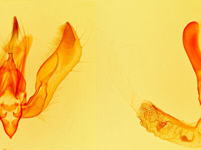 genitalia view of adult Feltia jaculifera