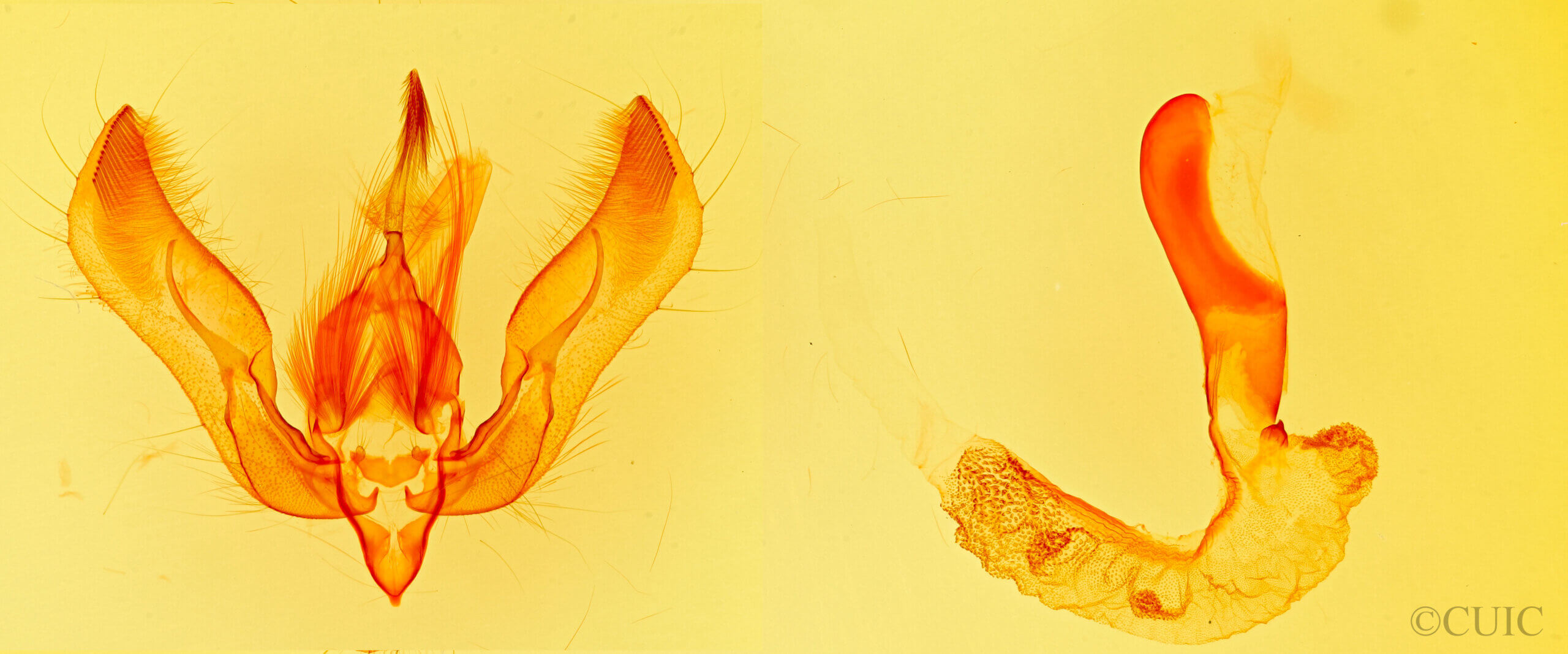 genitalia view of adult Feltia jaculifera