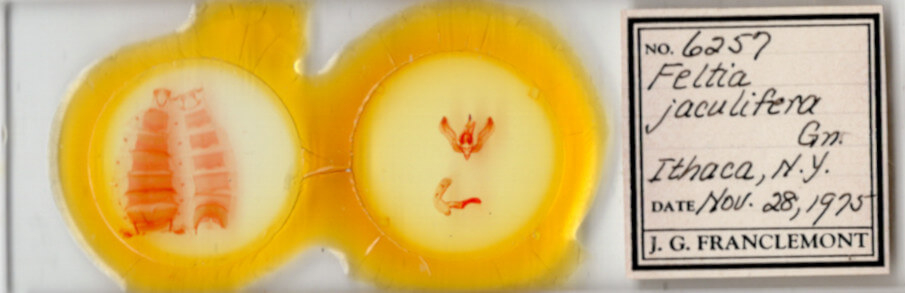 slide view of adult Feltia jaculifera