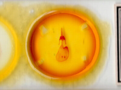 slide view of adult Feltia jaculifera