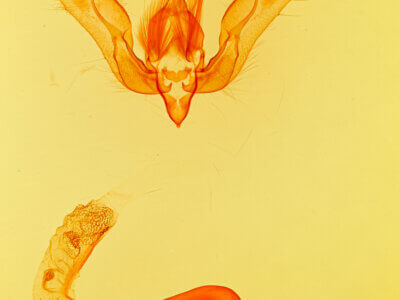 genitalia view of adult Feltia jaculifera