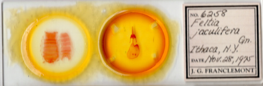 slide view of adult Feltia jaculifera