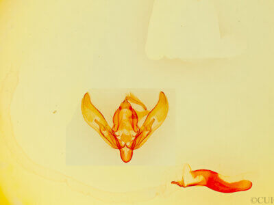 genitalia view of adult Agrotis sp.