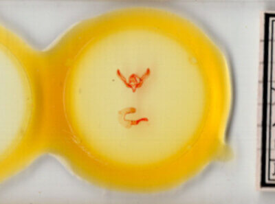 slide view of adult Feltia aculifera