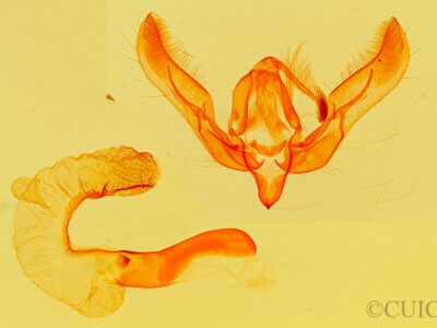 genitalia view of adult Feltia aculifera