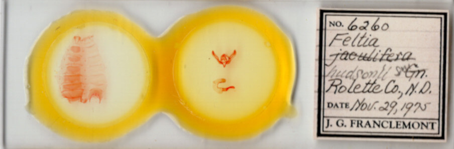 slide view of adult Feltia aculifera