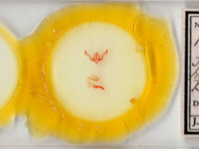 slide view of adult Feltia aculifera