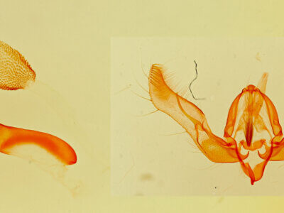 genitalia view of adult Feltia aculifera