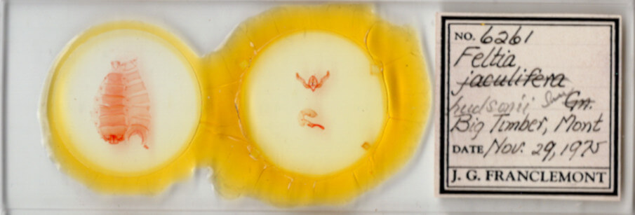 slide view of adult Feltia aculifera