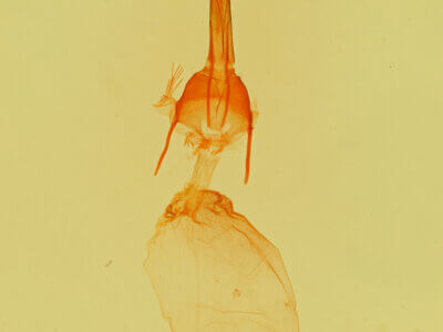 genitalia view of adult Feltia aculifera