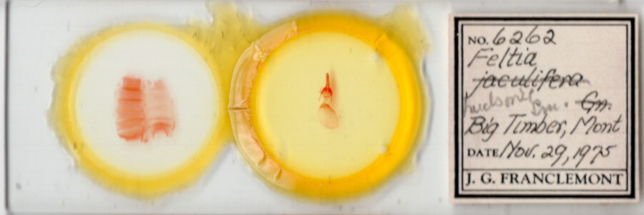 slide view of adult Feltia aculifera