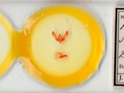 slide view of adult Feltia sp.