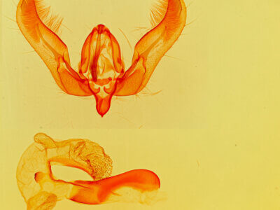 genitalia view of adult Feltia sp.