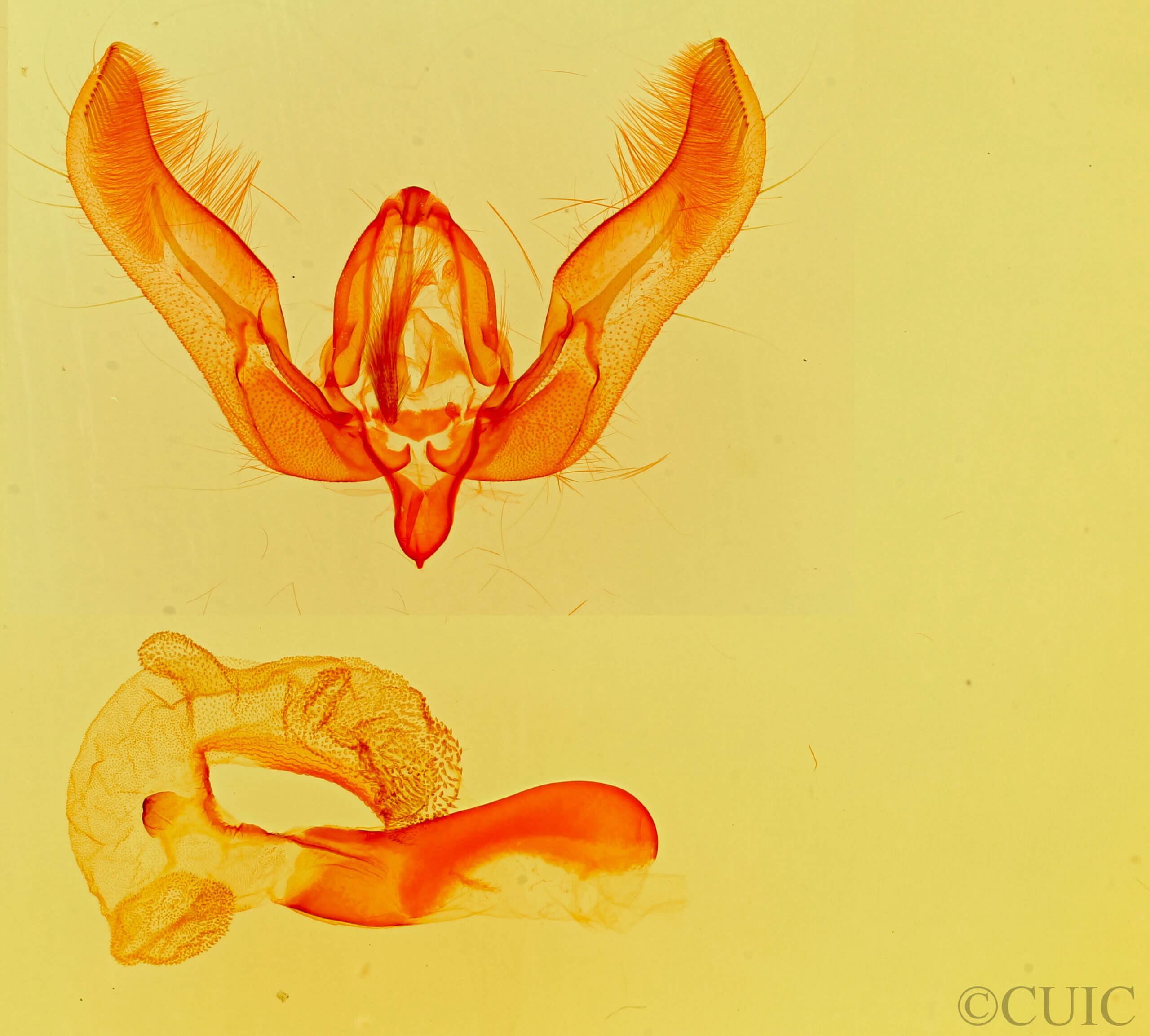 genitalia view of adult Feltia sp.