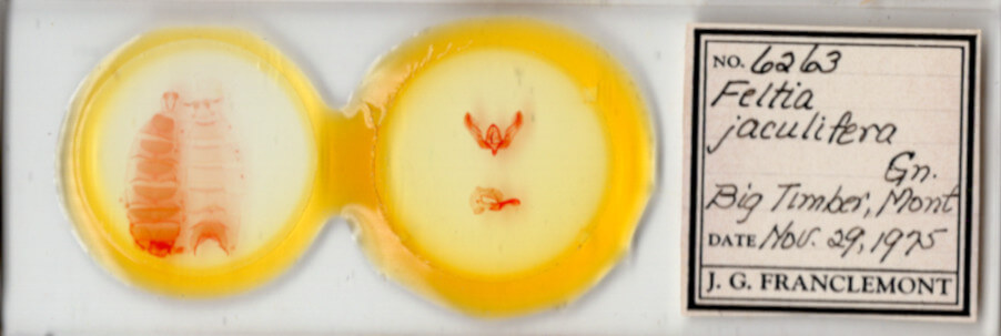 slide view of adult Feltia sp.