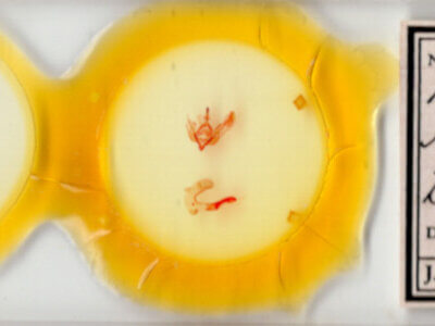 slide view of adult Feltia sp.