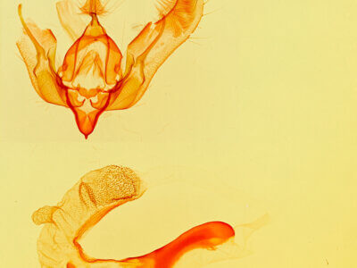 genitalia view of adult Feltia sp.