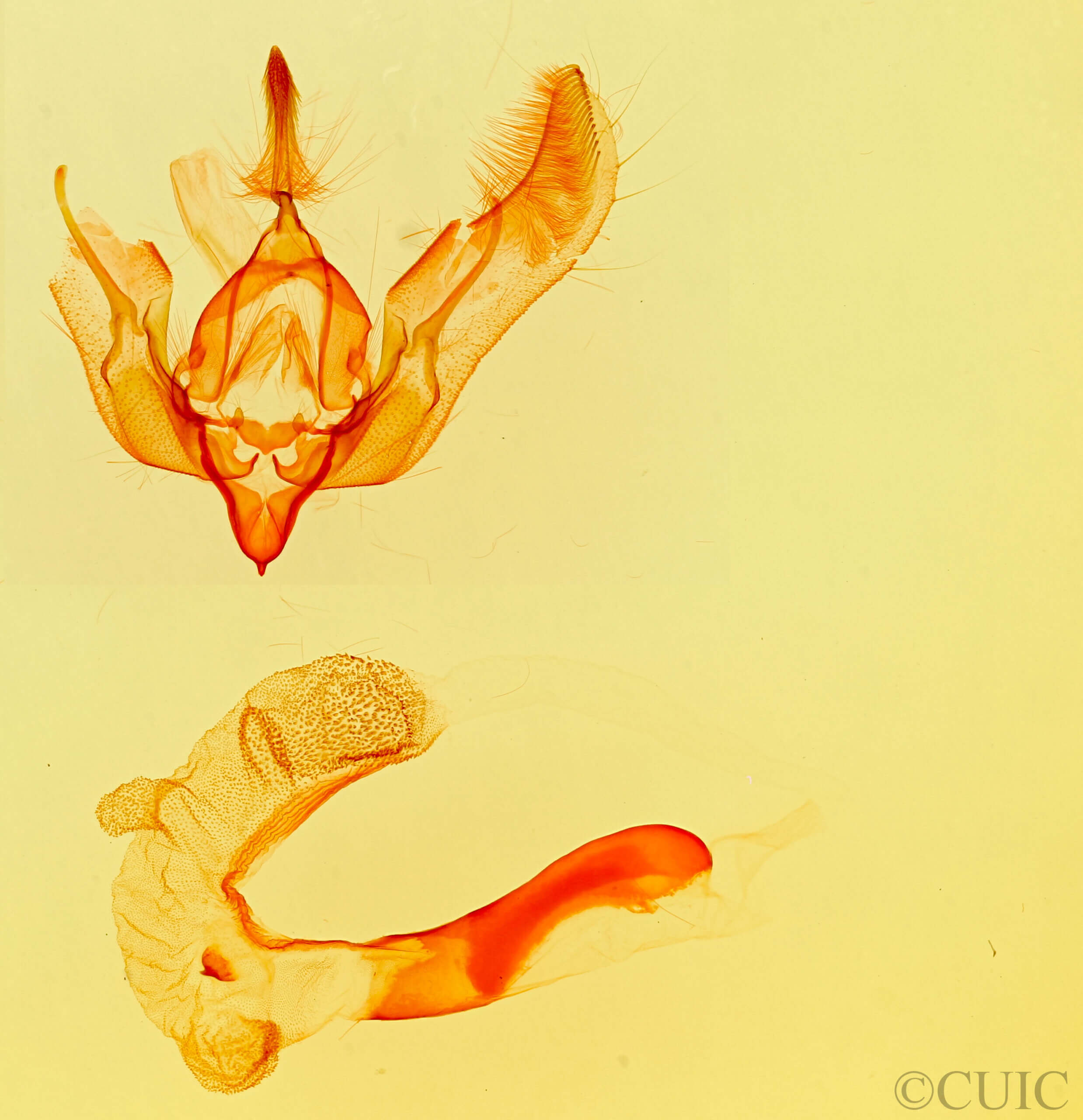 genitalia view of adult Feltia sp.