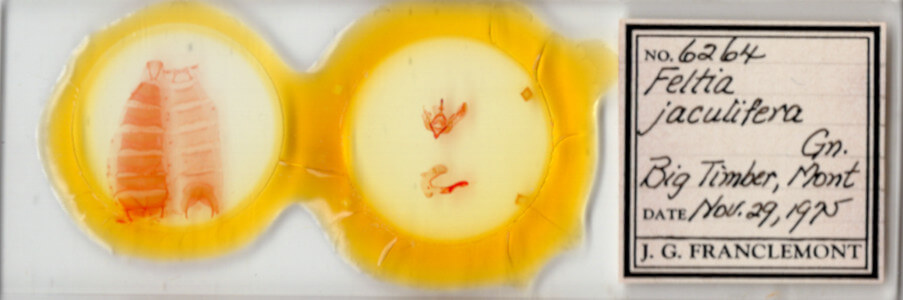 slide view of adult Feltia sp.