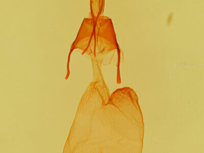 genitalia view of adult Feltia sp.