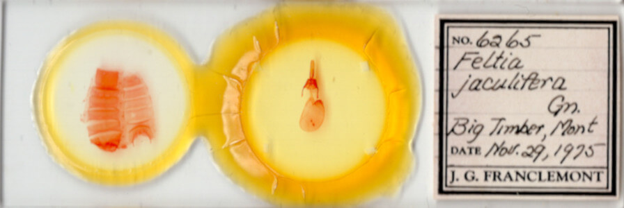 slide view of adult Feltia sp.