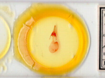 slide view of adult Feltia sp.