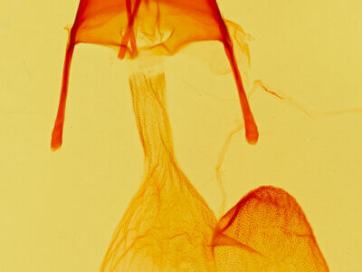 genitalia view of adult Feltia sp.