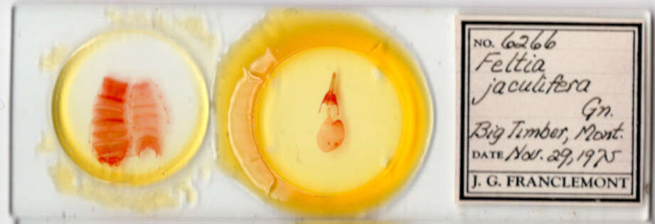 slide view of adult Feltia sp.