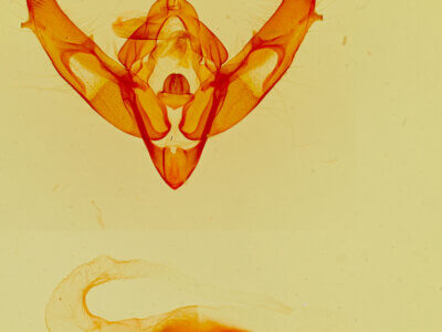 genitalia view of adult Xestia c-nigrum