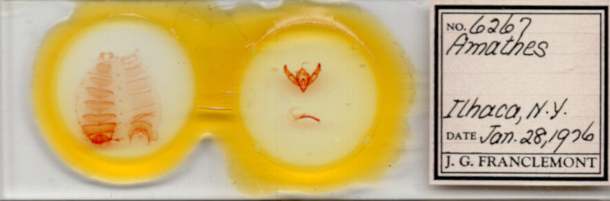 slide view of adult Xestia c-nigrum