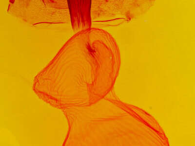 genitalia view of adult Xestia c-nigrum