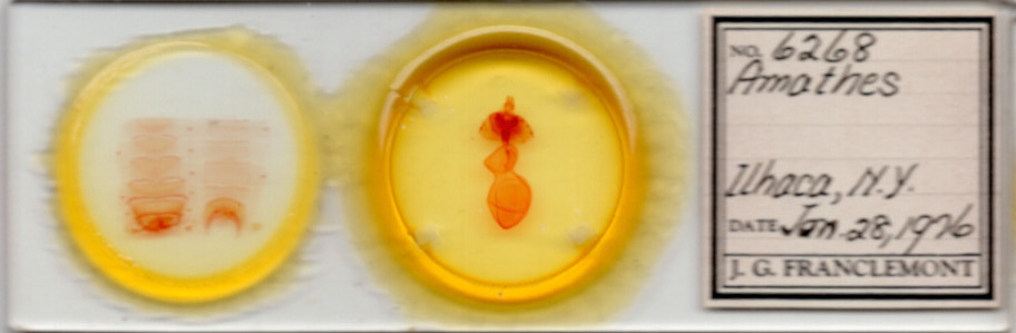 slide view of adult Xestia c-nigrum