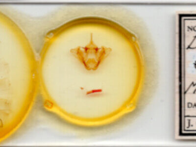 slide view of adult Datana rotundata