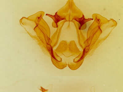 genitalia view of adult Datana rotundata