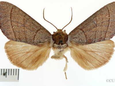 dorsal view of adult Datana rotundata