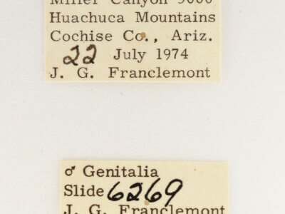 label view of adult Datana rotundata