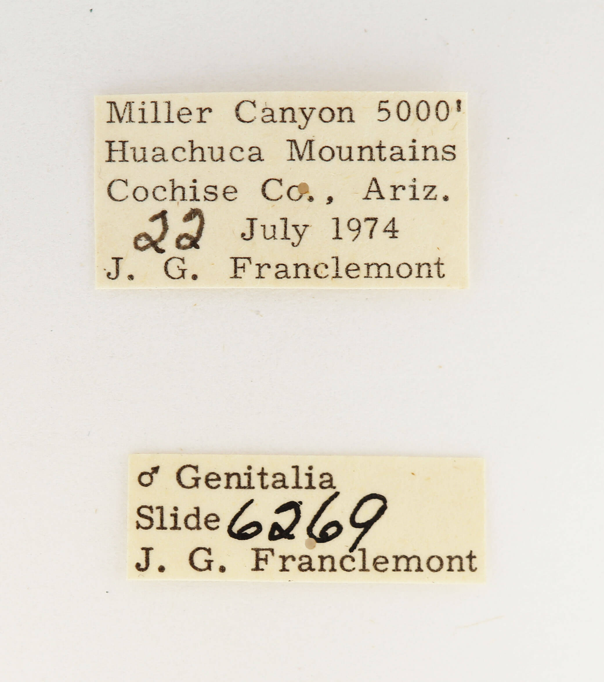 label view of adult Datana rotundata