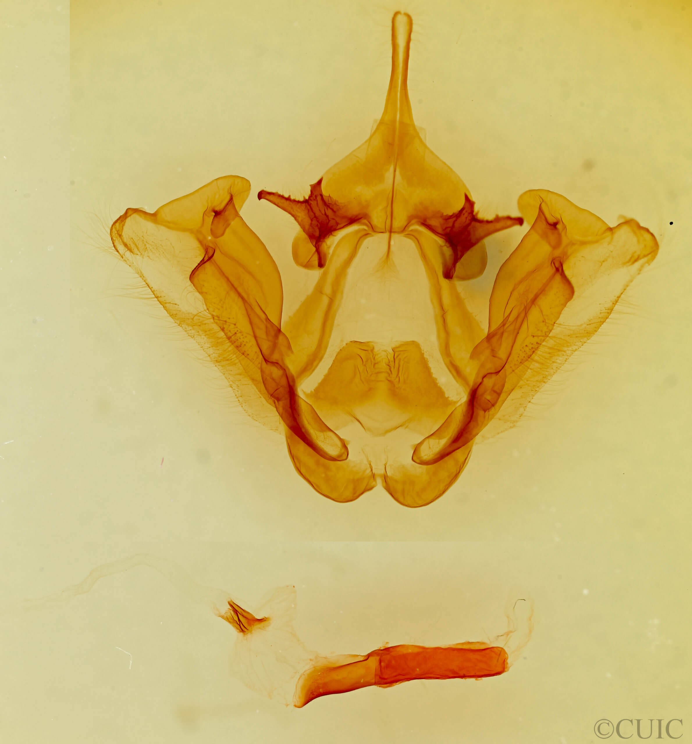 genitalia view of adult Datana rotundata