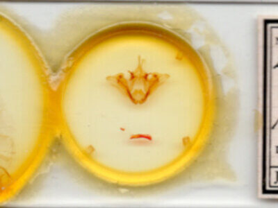 slide view of adult Datana rotundata