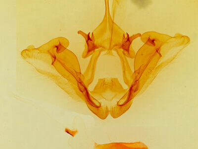 genitalia view of adult Datana rotundata