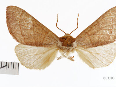 dorsal view of adult Datana rotundata