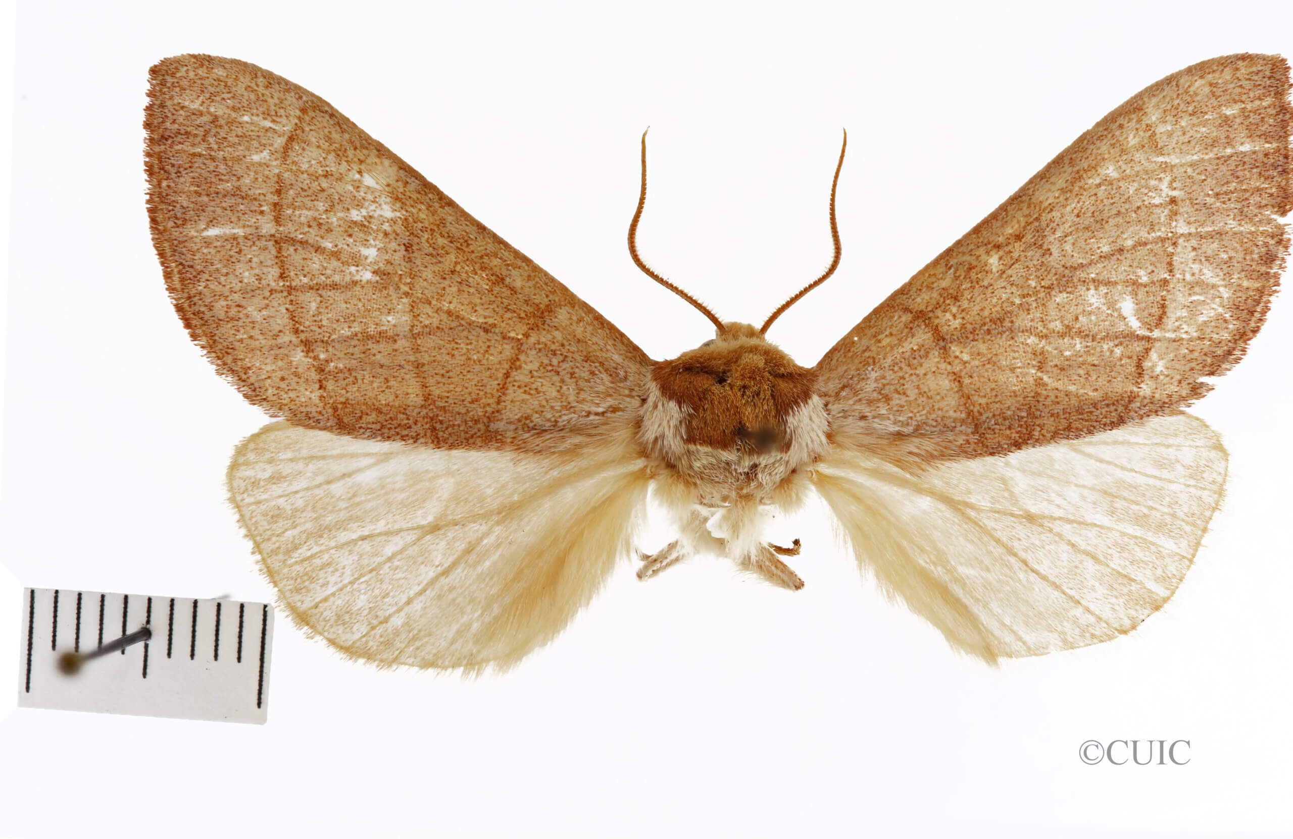 dorsal view of adult Datana rotundata