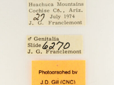 label view of adult Datana rotundata