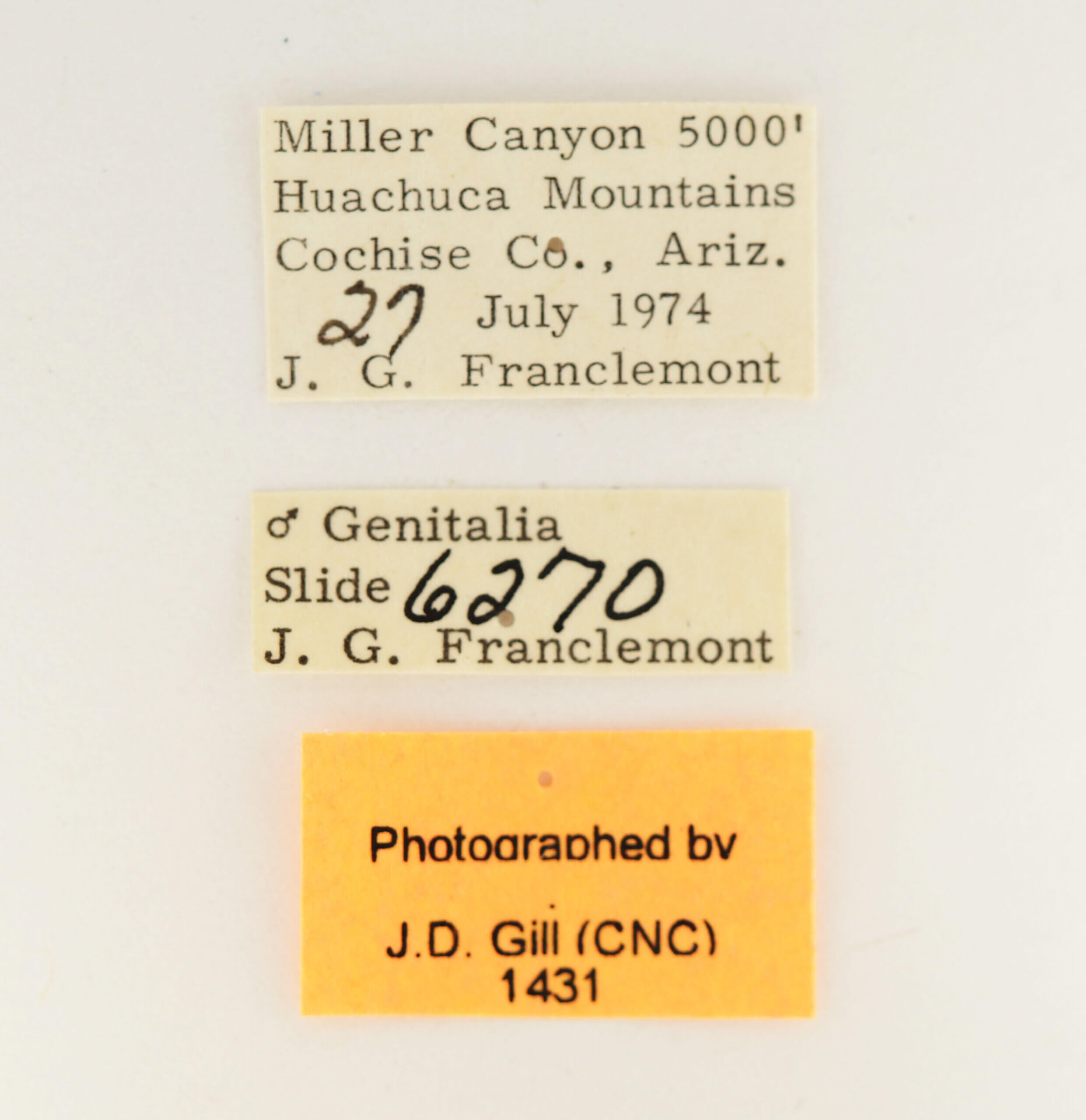 label view of adult Datana rotundata