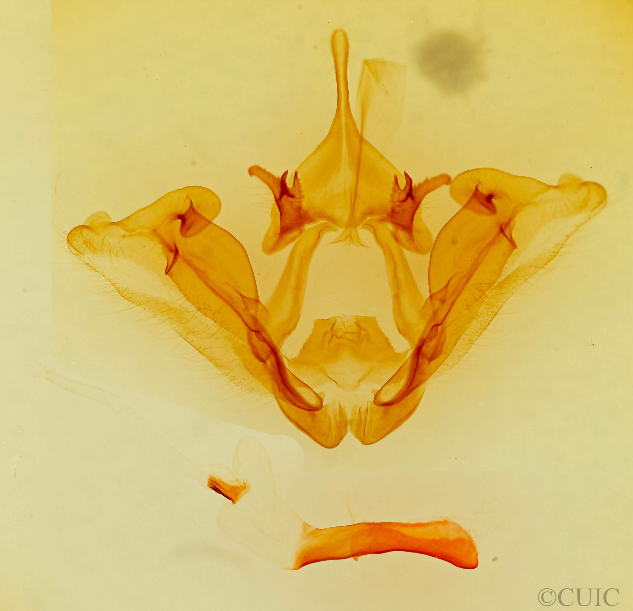genitalia view of adult Datana rotundata