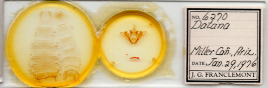 slide view of adult Datana rotundata