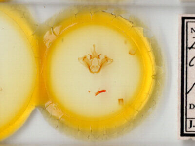 slide view of adult Datana cochise