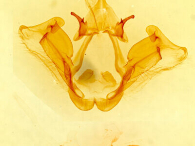 genitalia view of adult Datana cochise