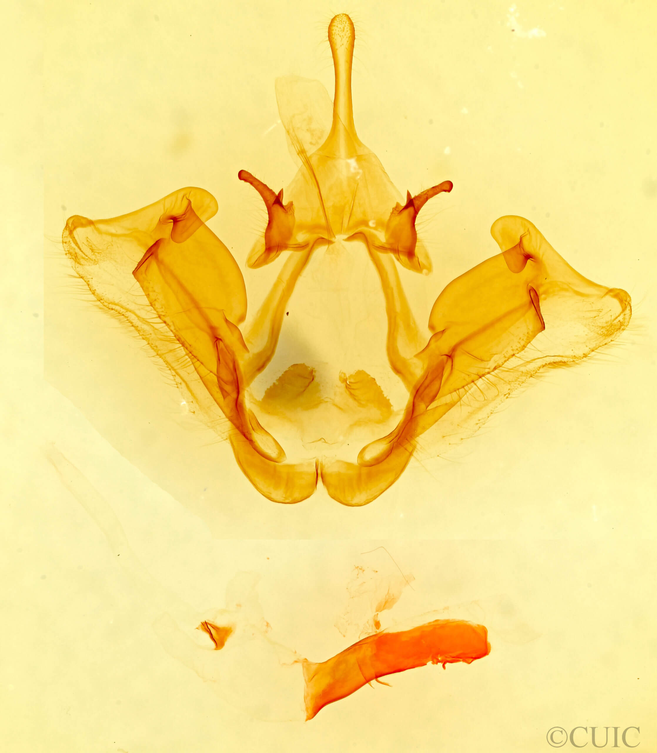 genitalia view of adult Datana cochise