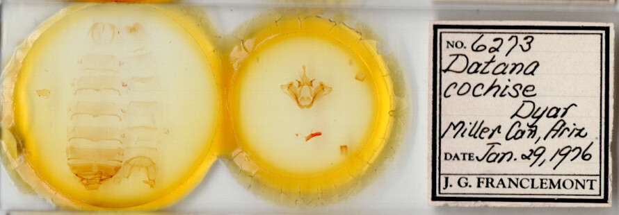 slide view of adult Datana cochise